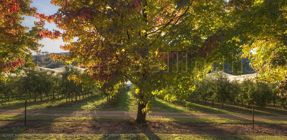 Peter Bellingham Photography Shades of Autumn - VIC T (PBH4 00 13218)